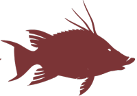 The Hog Fish Collection
